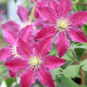 常緑クレマチスの商品一覧 通販 Yahoo ショッピング