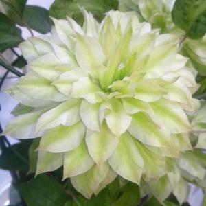 クレマチス 八重 白 花 ガーデニング の商品一覧 通販 Yahoo ショッピング