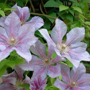 イングの森 花 苗 球根 育て方 ジャックマニー系 クレマチス Yahoo ショッピング