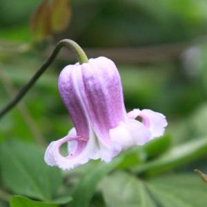 イングの森 花 苗 育て方 ビチセラ系 クレマチス Yahoo ショッピング