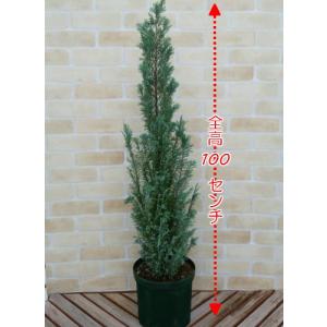 イングの森 花 苗 育て方 コニファー 庭植え向きの花木 その１ Yahoo ショッピング