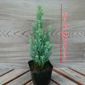 ローソンヒノキ 苗木 コニファー イボンヌ 寄せ植え