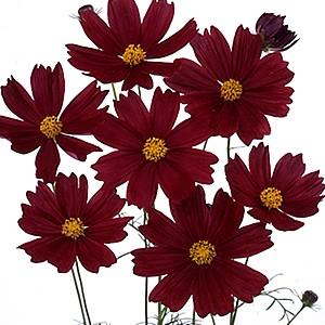 イングの森 花 苗 球根 育て方 コスモス 夏 秋楽しむ Yahoo ショッピング