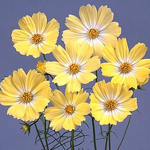 コスモス キャンパス イエロー ３ポットセット N Cosmos Canvas Y イングの森 ガーデニング 花 苗 通販 Yahoo ショッピング