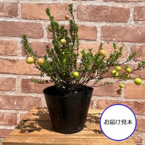 実付き! クランベリー 3.5号 (直径10....の詳細画像1