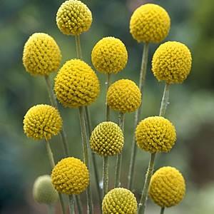 クラスペディア グロボーサ 花 苗 夏 ゴールドスティック １株 宿根草