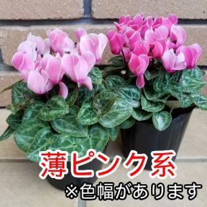 ガーデンシクラメン 7系統各1ポットの計7ポッ...の詳細画像5