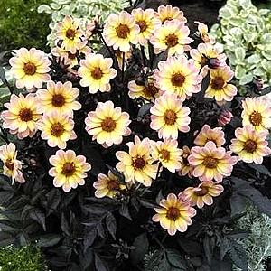 ガーデンプチダリア 花 苗 ハミング ブロンズ サイレンティア 1株 宿根草寄せ植え切り花イングリッシュガーデンに N Dahlia Hummingbronze Silentia2 イングの森 花 苗 育て方 通販 Yahoo ショッピング