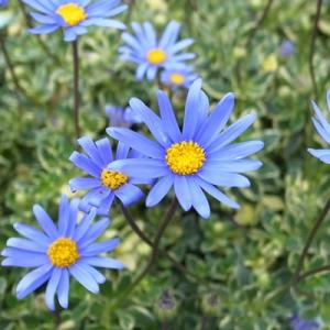 完全生産者限定品 クリスマスローズ 雪の妖精シリーズ ケイティ 5号鉢