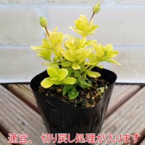 デージー 花 苗 カラーリーフ ハニーブルー ...の詳細画像1