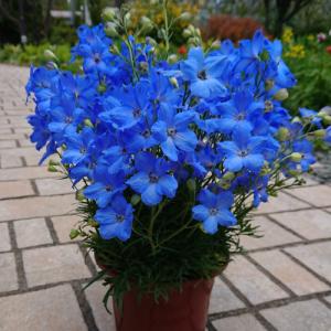 イングの森 花 苗 育て方 デルフィニューム その１ ア ノ Yahoo ショッピング