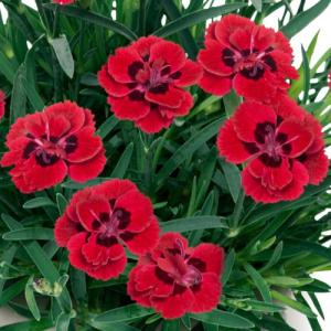 ダイアンサス 花 苗 フルーリアムール ルージュ 春 夏 なでしこ 3号ポット 直径9cm 耐寒性 多年草 撫子 鉢植え