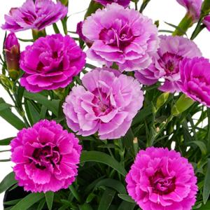 ダイアンサス (なでしこ) フルーリアムール　モーヴシフォン 3号 (直径9cm) ポット苗 耐寒性多年草