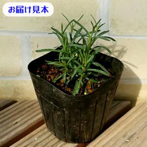 ダイアンサス (なでしこ) フルーリアムール ...の詳細画像1