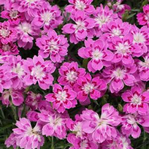 ダイアンサス 花 苗 フルーリアムール なでしこ サクラドロップ 3号 (直径9cm) ポット 耐寒性多年草 ナデシコ 撫子