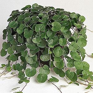 ダイコンドラ ディコンドラ エメラルドフォール 3号（9ｃｍ）ポット苗 １株 グランドカバー 寄せ植...