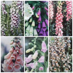 イングの森 花 苗 球根 育て方 ジキタリス その２ サ ノ Yahoo ショッピング