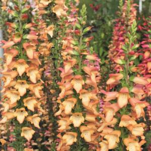 イングの森 花 苗 育て方 ジキタリス その２ サ ノ Yahoo ショッピング