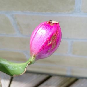 ミニドラゴンフルーツ 果実 苗 4号鉢 トロピ...の詳細画像1