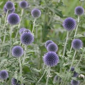 エキノプス リトロ るりたまあざみ １株 宿根草 N Echinops R イングの森 花 苗 育て方 通販 Yahoo ショッピング