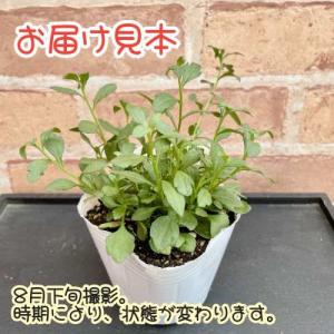 エリゲロン スパニッシュデイジー 3号(9cm...の詳細画像1