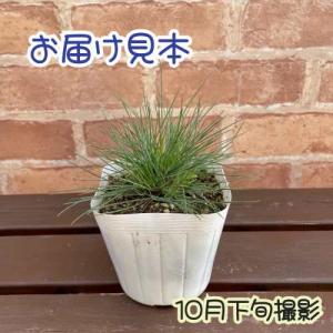 宿根草 フェスツカ・グラウカ(シルバーグラス)...の詳細画像1