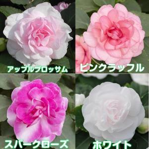 インパチェンス 花 苗 お好きな色を選んでね ...の詳細画像1