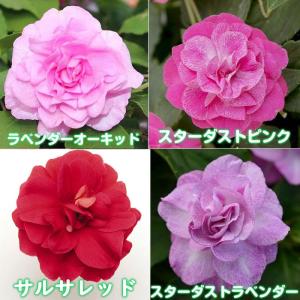 インパチェンス 花 苗 お好きな色を選んでね ...の詳細画像2