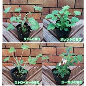 ゼラニウム ゼラニューム 花 苗 選べる種類 ...の詳細画像1