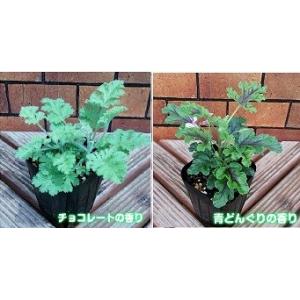 ゼラニウム ゼラニューム 花 苗 選べる種類 ...の詳細画像2