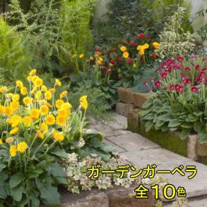 ガーベラ 花 苗 鉢植えに 宿根ガーデンガルビネア 選べる10色 １株