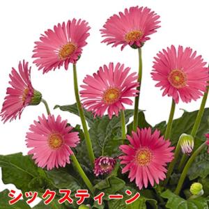 ガーベラ 花 苗 鉢植えに 宿根ガーデンガルビ...の詳細画像2