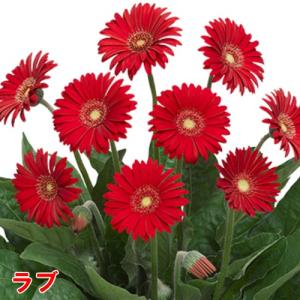 ガーベラ 花 苗 鉢植えに 宿根ガーデンガルビ...の詳細画像3
