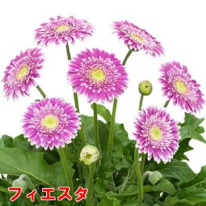 ガーベラ 花 苗 鉢植えに 宿根ガーデンガルビ...の詳細画像4