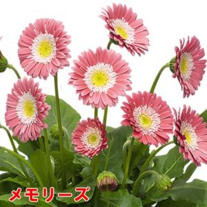 ガーベラ 花 苗 鉢植えに 宿根ガーデンガルビ...の詳細画像5