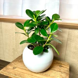 希少 ガジュマル 大株 斑入り 黄斑 曙斑 鉢植え高さ約148cm② 現物商品】ガジュマル 曙斑 8号-1 | HITOTOKI by MAKIMO PLANT