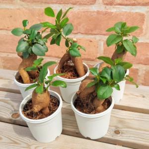 観葉植物 インテリア ガジュマル (カジュマルの木) ミニ プラ鉢植え 白い鉢 2.5号鉢(直径7.5cm) 常緑樹 がじゅまる 多幸の樹 ビオトープ お祝い 敬老の日