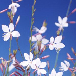 イングの森 花 苗 球根 育て方 ガウラ その１ ア コ Yahoo ショッピング