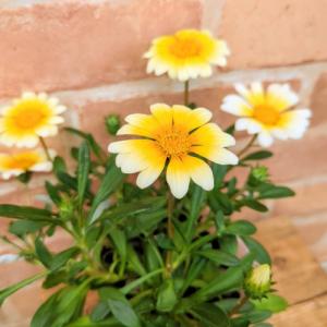 クリスマスローズ 花 苗 春 冬 ヘレボルス チベタヌス 鉢植え 2年生