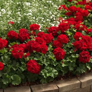 ゼラニウム ゼラニューム  花 苗 カリオペ ダークレッド