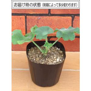 ゼラニウム ゼラニューム 花 苗 カリオペ ダ...の詳細画像1