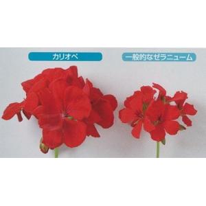 ゼラニウム ゼラニューム 花 苗 カリオペ ダ...の詳細画像4
