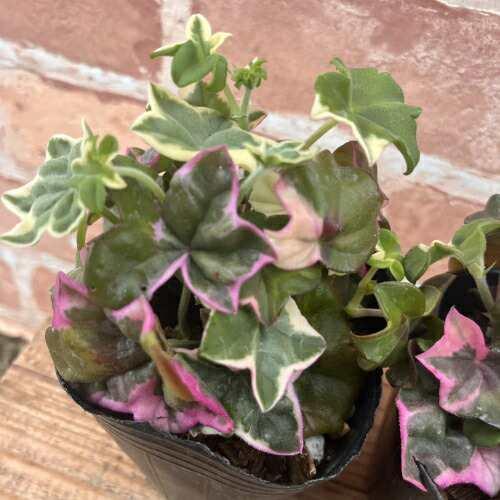 宿根草 栄養系 アイビーゼラニューム （ ゼラニウム ） エレガンテ （エレガンス） 3号（直径9c...