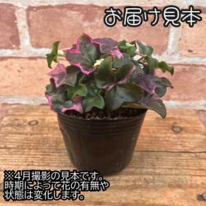 宿根草 栄養系 アイビーゼラニューム ( ゼラ...の詳細画像1