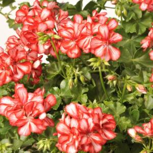 クリスマスローズ 花 苗 冬 春 チベタヌス 鉢植え ベインが入るピンク