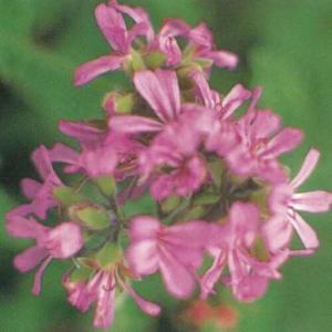 ハーブゼラニウム ロバーズレモンローズゼラニウム 3号（直径9cm）ポット苗 １株 虫除け すっきり香りの、でも虫除けになるハーブなんです〜