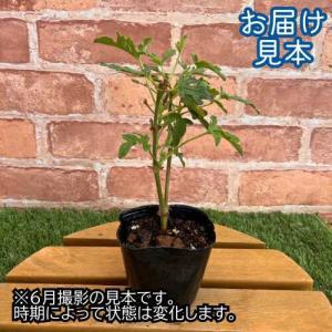 ハーブゼラニウム ロバーズレモンローズゼラニウ...の詳細画像1