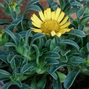 イングの森 花 苗 育て方 アキレア その１ ア コ Yahoo ショッピング