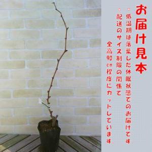 果樹苗 ブドウ 苗木 ぶどう シナノスマイル ...の詳細画像1