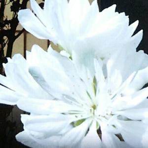 イングの森 花 苗 球根 育て方 モモ 桃 ハナモモ 花桃 鉢植え向きの花木 その２ Yahoo ショッピング